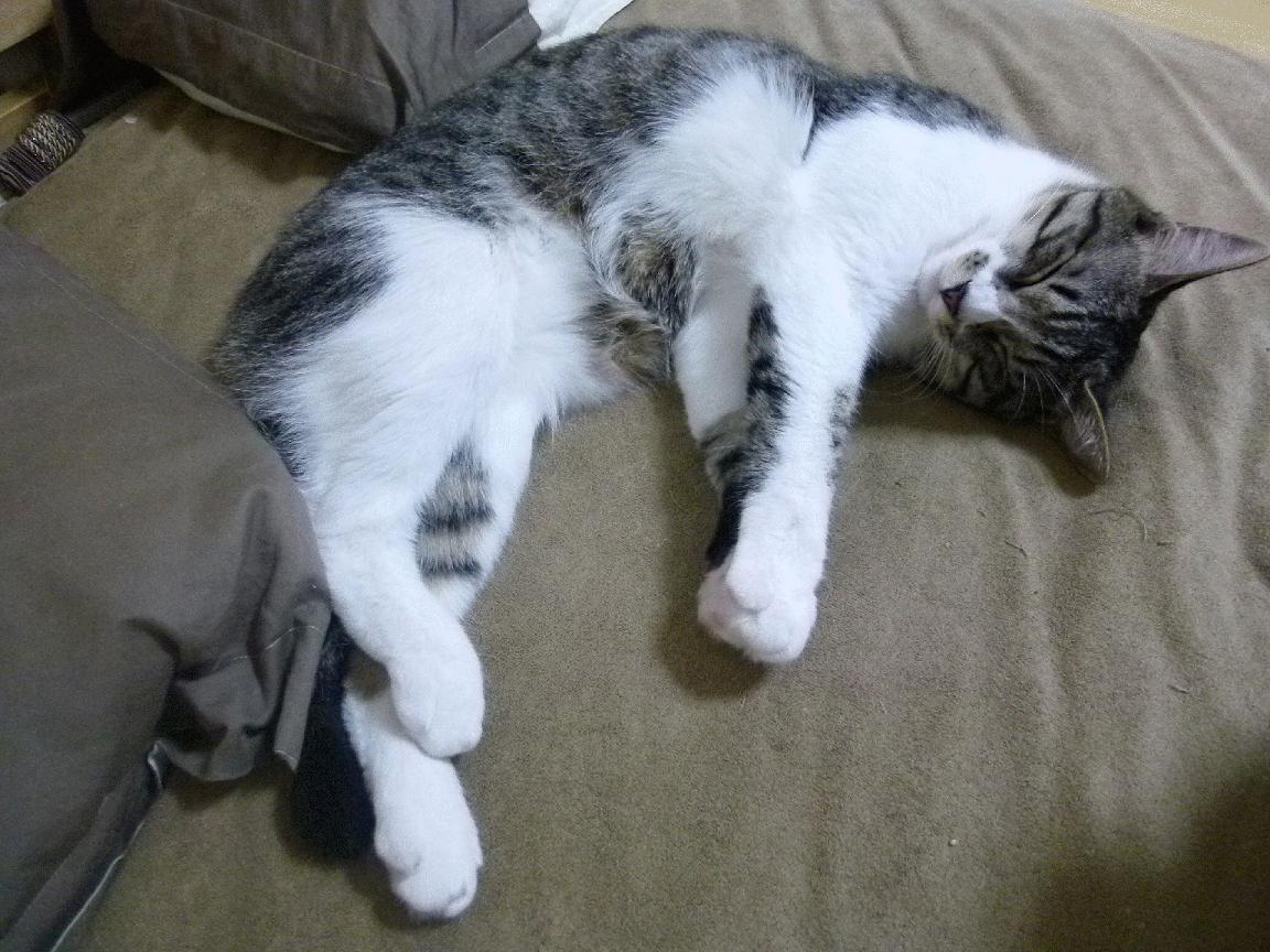 钢铁防线!戈贝尔用冠军级表现改写对决定义,老鹰攻防遭撕裂