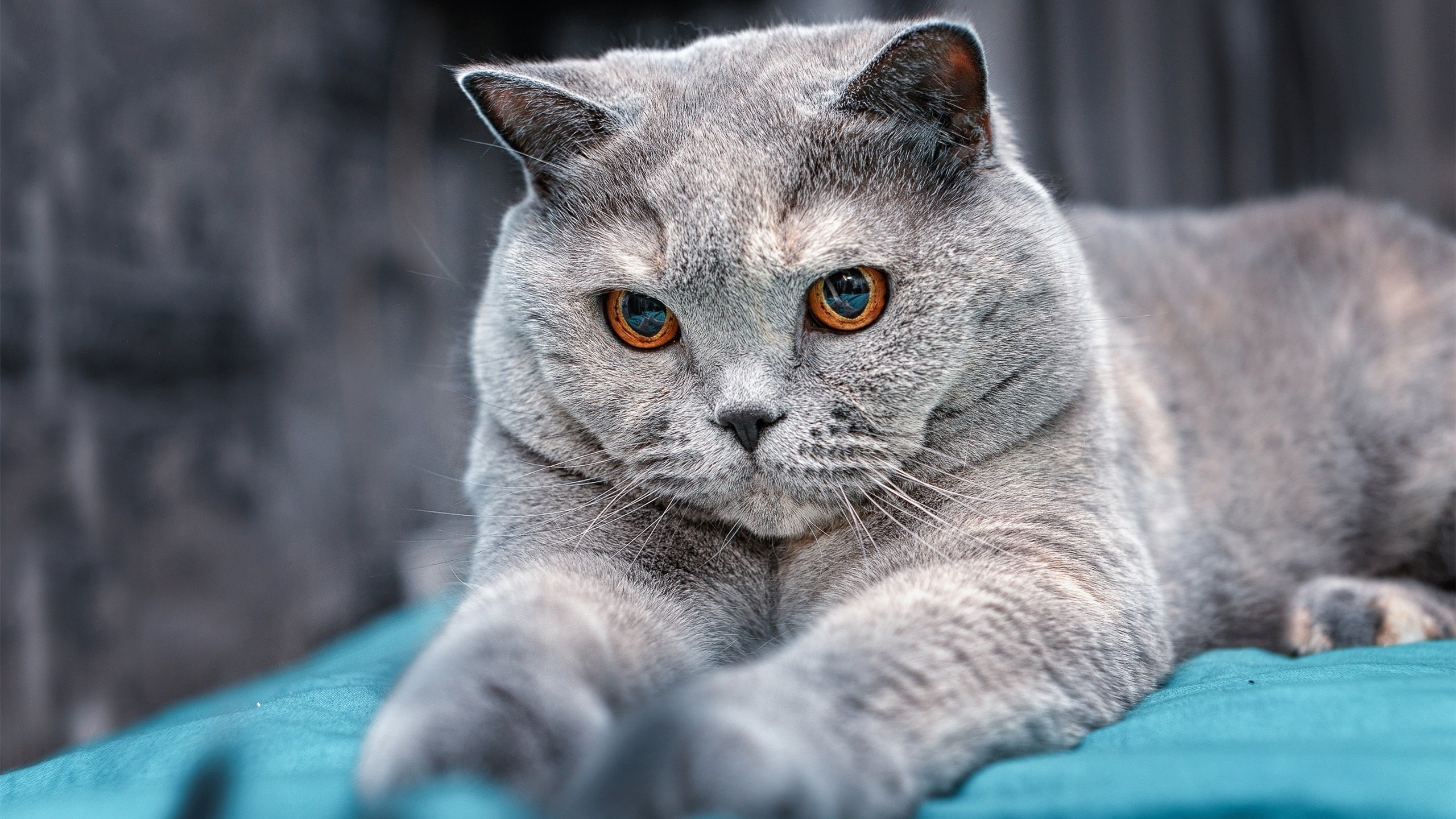 双王记，萨克拉门托的生死战与平行宇宙的锡安欧冠奇迹