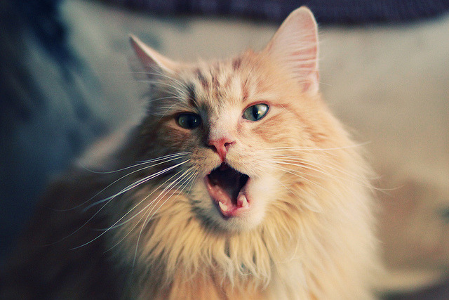 永恒对决中的非典型英雄，当阿根廷巅峰被一个名字叫拉亚的门将击碎