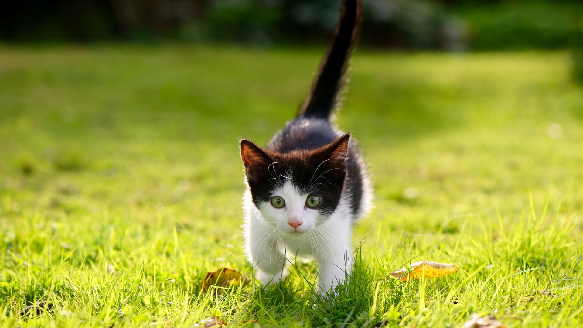 如果历史被改写，梅西的蓝色革命与南美逆袭