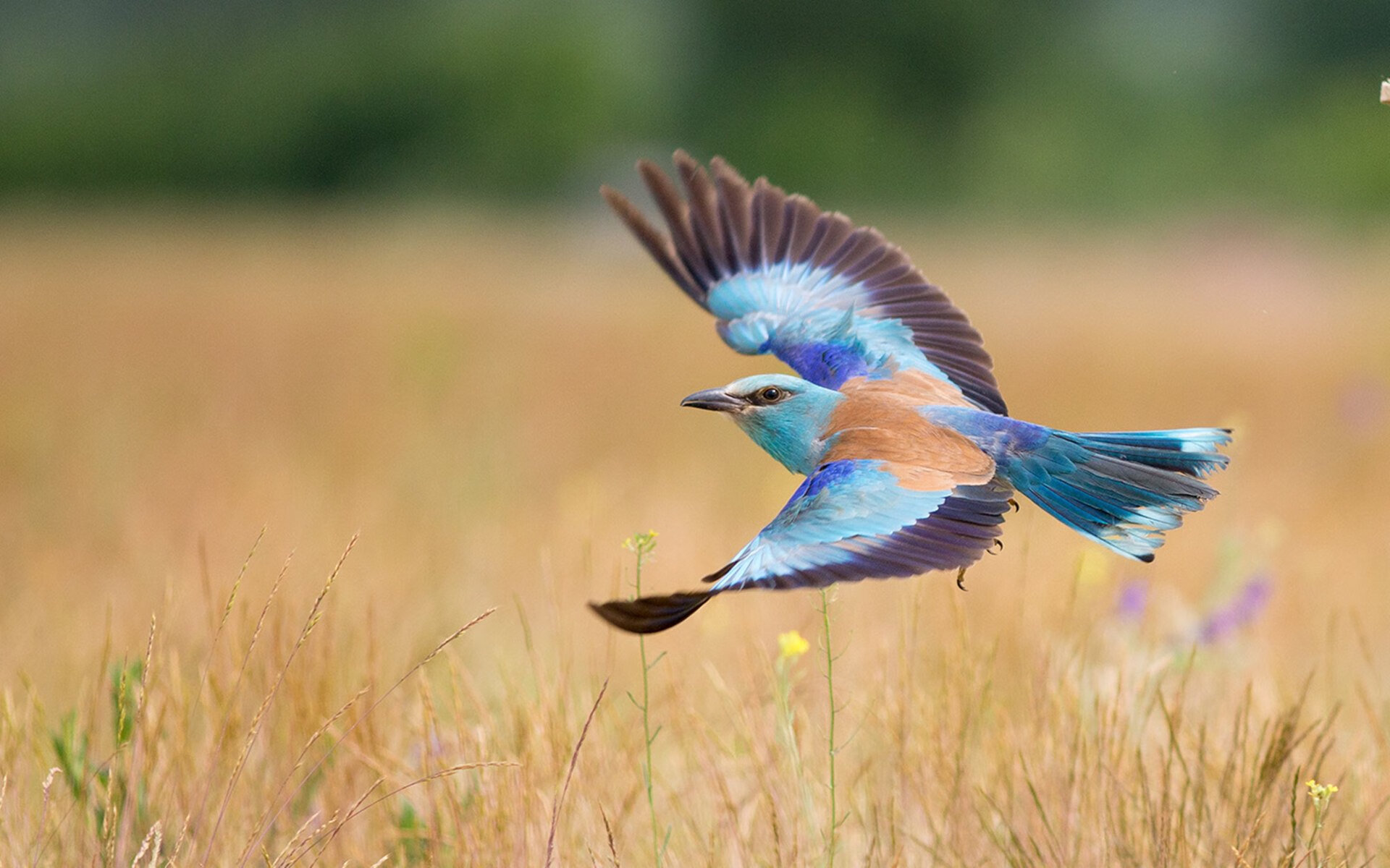 西甲国家德比之夜,福登于万众屏息间剑指苍穹