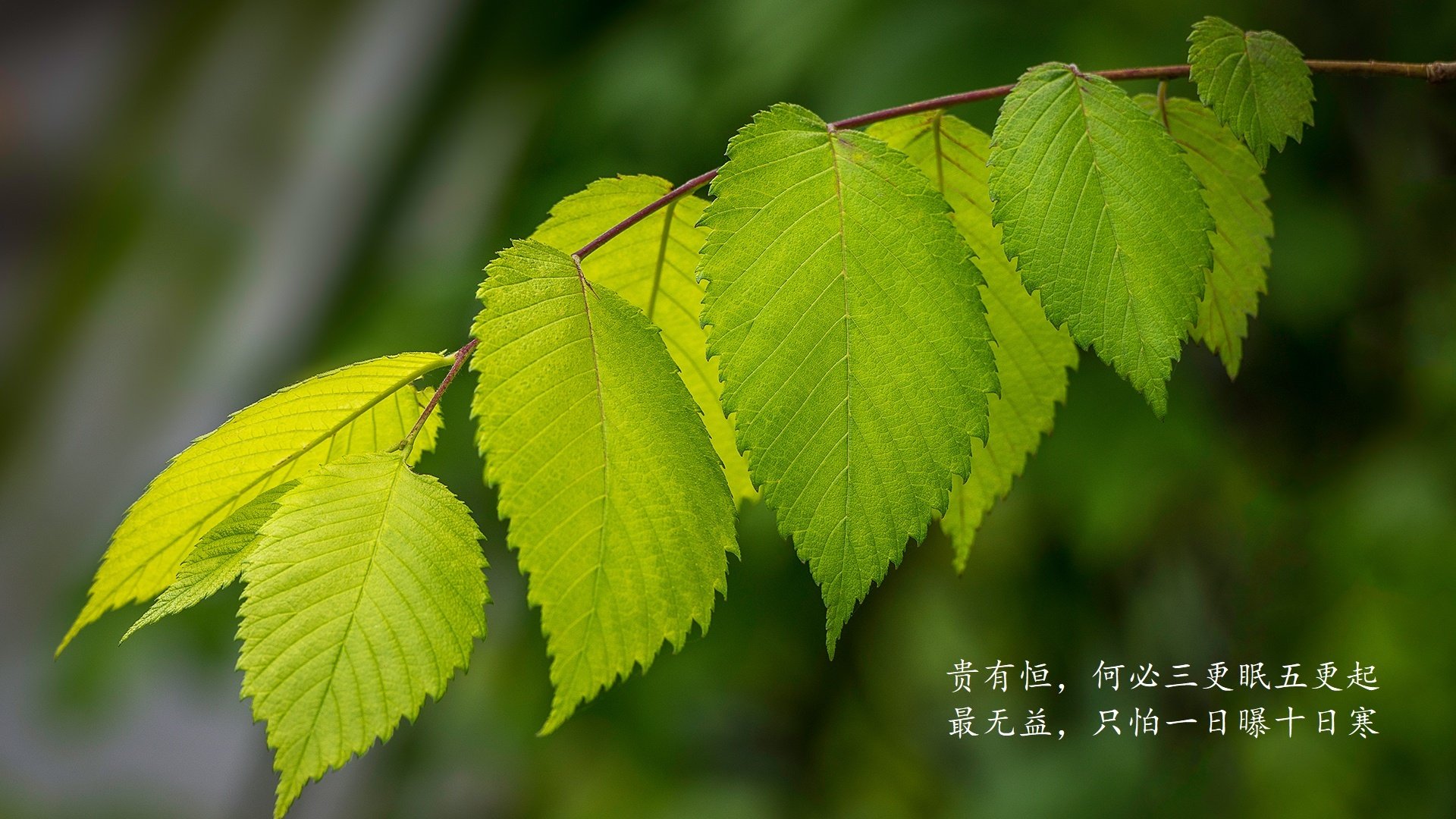开云官网-沙漠中的枫叶风暴，2026世界杯淘汰赛，加拿大用一场非典型大胜改写足球版图